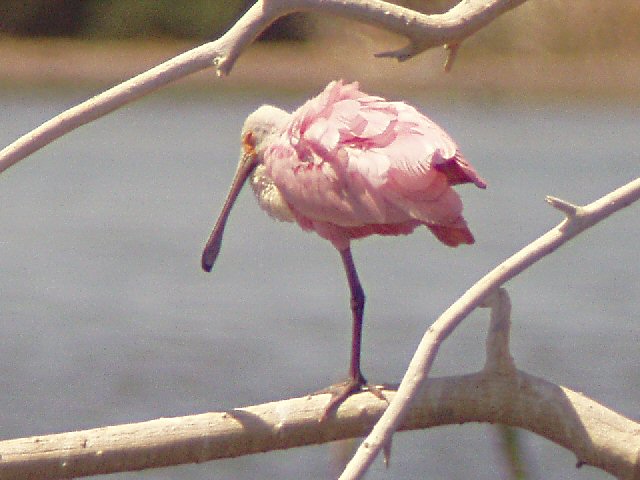 �2004 Steve Sosensky - 2004.04.11, Salton Sea, CA